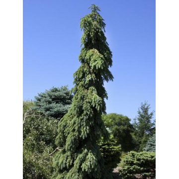 Picea omorika'Pendula'
