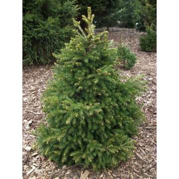 Picea orientalis'Losely'