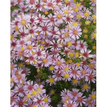 Aster ericoides'Loverly'