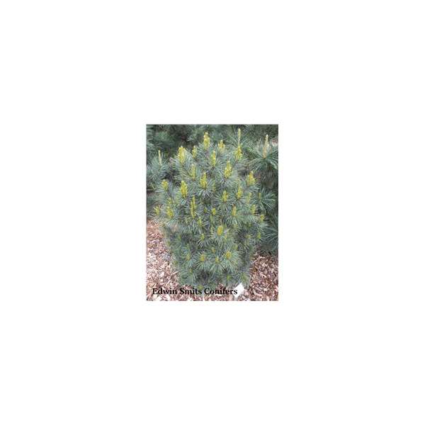 Pinus koraiensis'Tsingtao'