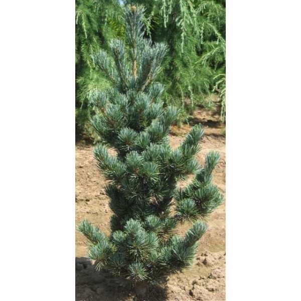 Pinus parviflora'Aoi'