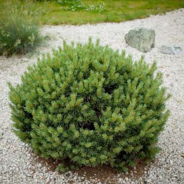 Pinus mugo'Kissen'