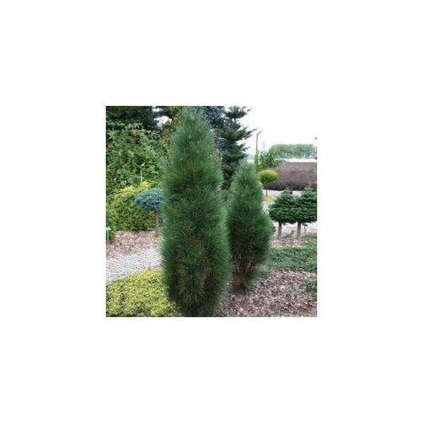 Pinus nigra'Green tower'