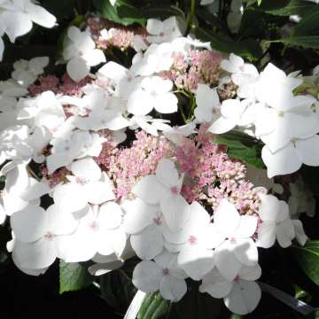 Hydrangea macrophylla'Lanarth White'