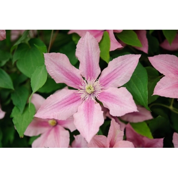 Clematis'Red Star'