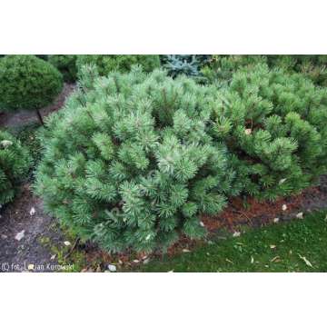 Pinus mugo'Bozidar'