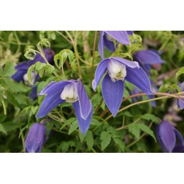Clematis'Francis Rivis'