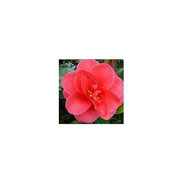 Camellia reticulata'Mary williams'