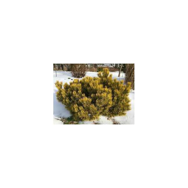 Pinus mugo'Wintergold'
