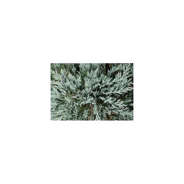 Juniperus horizontaler'Glacier'