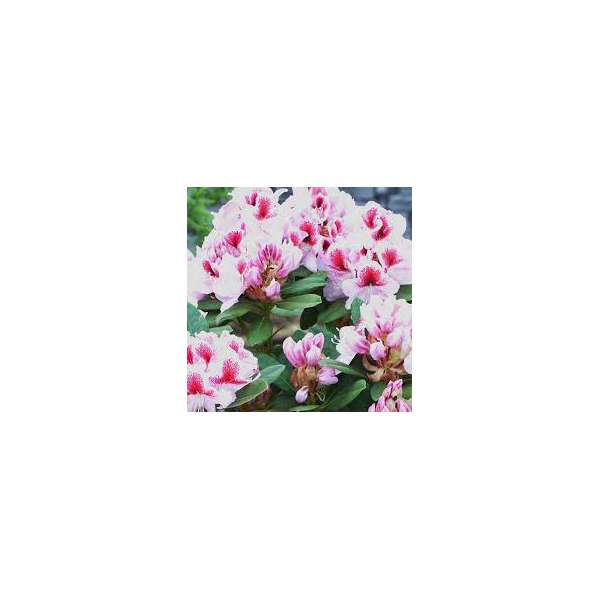 Rhododendron'Bellami'