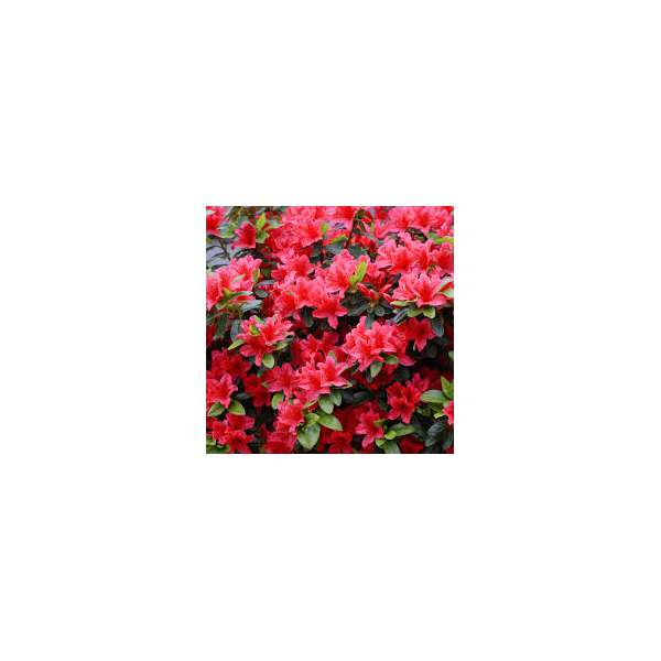 Azalea japonica'Geisha Red'
