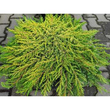 Juniperus communis'Lemon Carpet'
