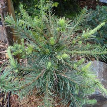 Larix lacirina'Porcupine'