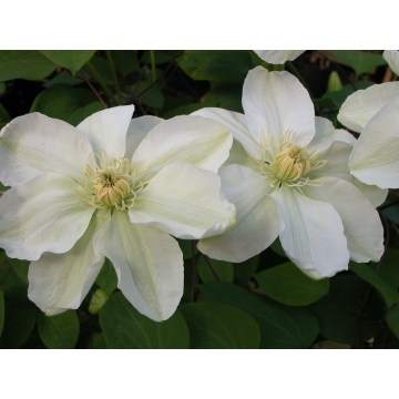 Clematis'Mary Claire'