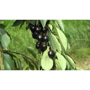 Prunus avium'Van'