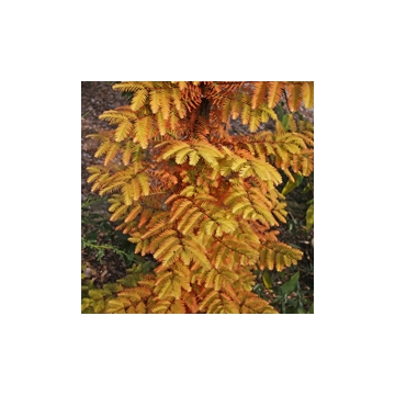 Metasequoia glyptostroboides'All Bronze'