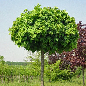 Acer platanoides'Globosum'
