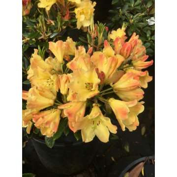 Rhododendron'Nancy Evans'
