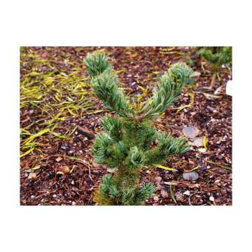 Pinus parviflora'Iribune'