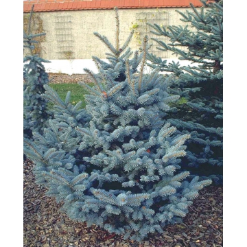 Picea pungens'Oldenburg'