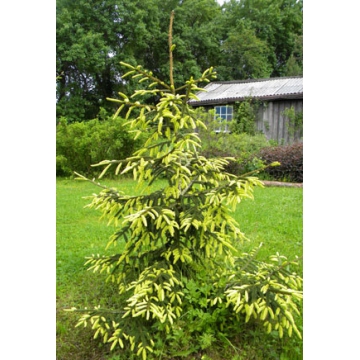 Picea orientalis'Summergold'