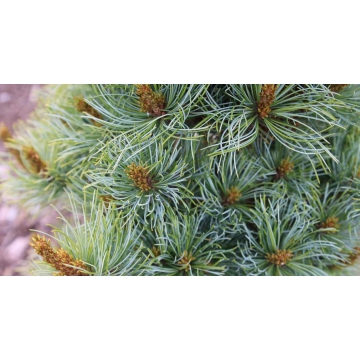 Pinus parviflora'Bonnie Bergman'