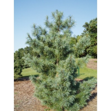 Pinus koraiensis'Silveray'