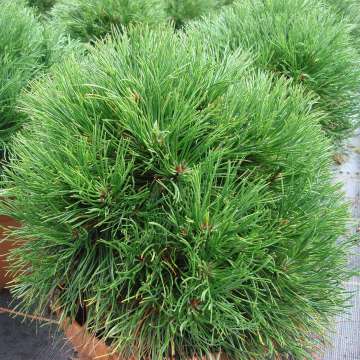 Pinus mugo'Varella'