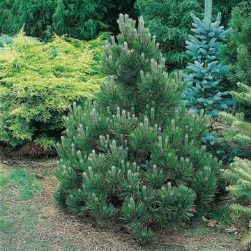 Pinus nigra'Nana'