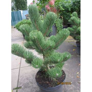 Pinus nigra'Oregon Green'