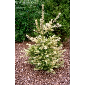 Pinus parviflora'Ogon Janome'