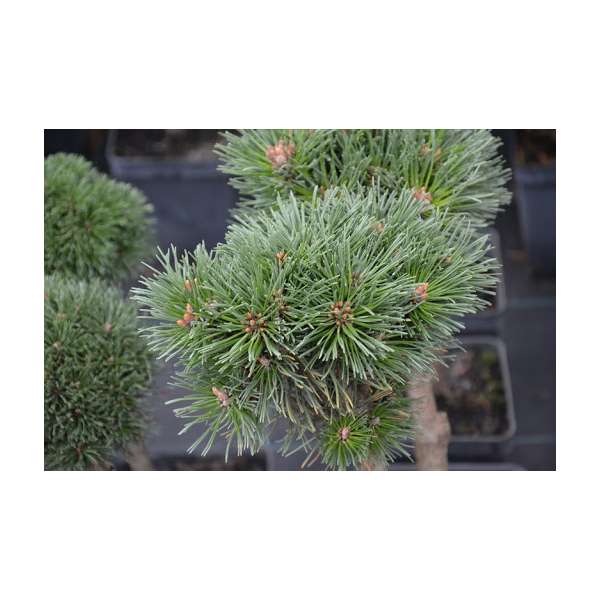 Pinus uncinata'Wiel'