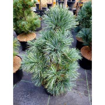 Pinus koraiensis'Silverray'