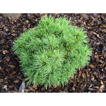Pinus parviflora'Iona'