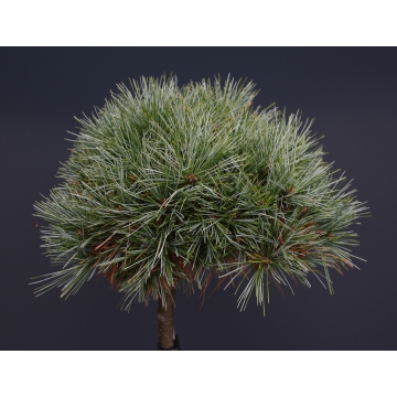 Pinus strobus'Mary Butler'