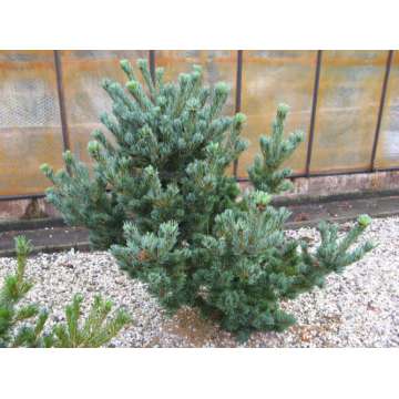 Pinus parviflora'Hoi'
