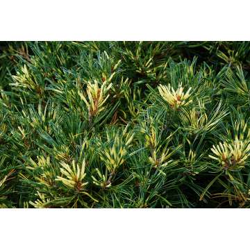 Pinus parviflora'Ogon Janome'