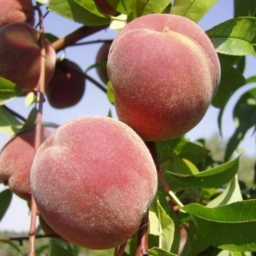 Perzik  (Prunus persica'Peregrine')