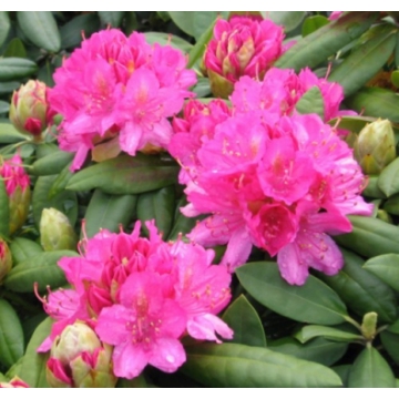 Rhododendron'Catharine van Tol'