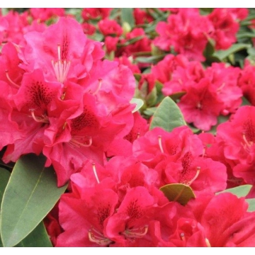 Rhododendron'Wilgen's Ruby'