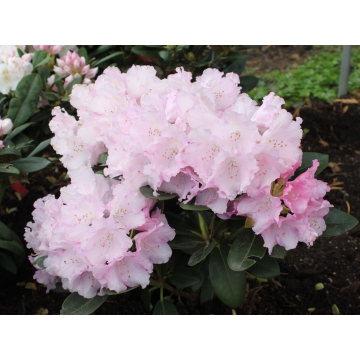 Rhododendron yakushimanum'Silberwolke'