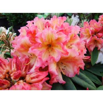 Rhododendron'Sunfire'