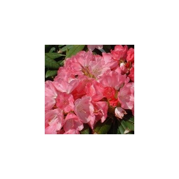 Rhododendron yalushimanum'Sweet Sue'