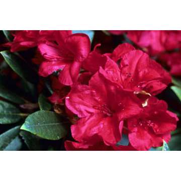 Rhododendron'Vulcan flame'