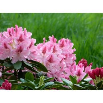 Rhododendron'Albert Schweitzer'