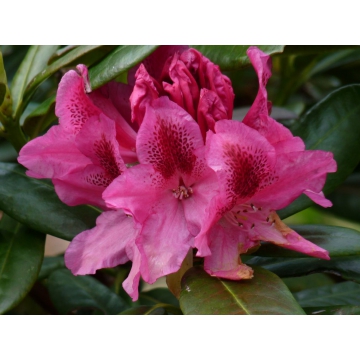 Rhododendron'Delta'