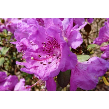Rhododendron'Goldflimmer'