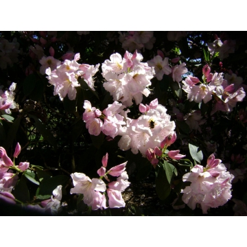 Rhododendron'Gomer Waterer'