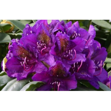 Rhododendron'Marcel Menard'